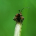 Rustic Sailor Beetle - Cantharis rustica | Fotografijos autorius : Irenėjas Urbonavičius | © Macronature.eu | Macro photography web site