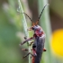 Rustic Sailor Beetle - Cantharis rustica | Fotografijos autorius : Žilvinas Pūtys | © Macronature.eu | Macro photography web site