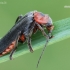 Rustic Sailor Beetle - Cantharis rustica | Fotografijos autorius : Arūnas Eismantas | © Macronature.eu | Macro photography web site