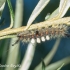 Rusty Tussock Moth (Orgyia antiqua), caterpillar | Fotografijos autorius : Aleksandras Naryškin | © Macronature.eu | Macro photography web site