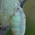 Rusty Tussock Moth - Orgyia antiqua, ♀ | Fotografijos autorius : Gintautas Steiblys | © Macronature.eu | Macro photography web site