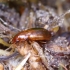 Rusvasis viržiažygis - Bradycellus collaris | Fotografijos autorius : Romas Ferenca | © Macrogamta.lt | Šis tinklapis priklauso bendruomenei kuri domisi makro fotografija ir fotografuoja gyvąjį makro pasaulį.