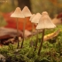 Rusvoji šalmabudė - Mycena metata | Fotografijos autorius : Vytautas Gluoksnis | © Macrogamta.lt | Šis tinklapis priklauso bendruomenei kuri domisi makro fotografija ir fotografuoja gyvąjį makro pasaulį.