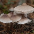 Rausvataškė šalmabudė - Mycena zephirus | Fotografijos autorius : Žilvinas Pūtys | © Macrogamta.lt | Šis tinklapis priklauso bendruomenei kuri domisi makro fotografija ir fotografuoja gyvąjį makro pasaulį.