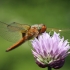 Rusvoji skėtė - Libellula fulva | Fotografijos autorius : Agnė Našlėnienė | © Macrogamta.lt | Šis tinklapis priklauso bendruomenei kuri domisi makro fotografija ir fotografuoja gyvąjį makro pasaulį.