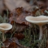 Rusvoji tauriabudė - Clitocybe diatreta ? | Fotografijos autorius : Žilvinas Pūtys | © Macrogamta.lt | Šis tinklapis priklauso bendruomenei kuri domisi makro fotografija ir fotografuoja gyvąjį makro pasaulį.