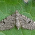 Ryškiadėmis sprindytis - Eupithecia conterminata | Fotografijos autorius : Gintautas Steiblys | © Macrogamta.lt | Šis tinklapis priklauso bendruomenei kuri domisi makro fotografija ir fotografuoja gyvąjį makro pasaulį.