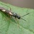 Ryškioji žolblakė - Dryophilocoris flavoquadrimaculatus | Fotografijos autorius : Gintautas Steiblys | © Macrogamta.lt | Šis tinklapis priklauso bendruomenei kuri domisi makro fotografija ir fotografuoja gyvąjį makro pasaulį.