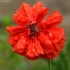 Rytinė aguona - Papaver orientale | Fotografijos autorius : Ramunė Vakarė | © Macrogamta.lt | Šis tinklapis priklauso bendruomenei kuri domisi makro fotografija ir fotografuoja gyvąjį makro pasaulį.