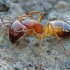 Baldacci's sugar ant - Camponotus baldaccii, worker | Fotografijos autorius : Gintautas Steiblys | © Macronature.eu | Macro photography web site