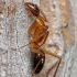Samos carpenter ant - Camponotus samius | Fotografijos autorius : Gintautas Steiblys | © Macronature.eu | Macro photography web site
