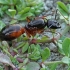 Skruzdėlė - Camponotus sanctus | Fotografijos autorius : Gintautas Steiblys | © Macronature.eu | Macro photography web site