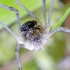 Saddleback harvestman - Mitopus morio | Fotografijos autorius : Kazimieras Martinaitis | © Macronature.eu | Macro photography web site