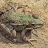 Sahara frog - Pelophylax saharicus | Fotografijos autorius : Gintautas Steiblys | © Macronature.eu | Macro photography web site
