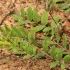 Saldžialapė kulkšnė - Astragalus glycyphyllos | Fotografijos autorius : Ramunė Vakarė | © Macrogamta.lt | Šis tinklapis priklauso bendruomenei kuri domisi makro fotografija ir fotografuoja gyvąjį makro pasaulį.