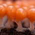 Salmon-eggs - Hemitrichia decipiens | Fotografijos autorius : Žilvinas Pūtys | © Macronature.eu | Macro photography web site