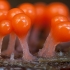 Salmon-eggs - Hemitrichia decipiens | Fotografijos autorius : Žilvinas Pūtys | © Macronature.eu | Macro photography web site