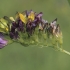 Margoji liucerna - Medicago × varia | Fotografijos autorius : Gintautas Steiblys | © Macronature.eu | Macro photography web site