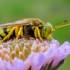 Sand Wasp - Bembix rostrata  | Fotografijos autorius : Oskaras Venckus | © Macronature.eu | Macro photography web site