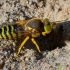 Sand Wasp - Bembix rostrata  | Fotografijos autorius : Oskaras Venckus | © Macronature.eu | Macro photography web site