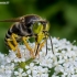 Sand Wasp - Bembix rostrata | Fotografijos autorius : Oskaras Venckus | © Macronature.eu | Macro photography web site