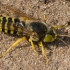 Sand Wasp - Bembix rostrata | Fotografijos autorius : Oskaras Venckus | © Macronature.eu | Macro photography web site
