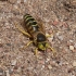 Sand Wasp - Bembix rostrata | Fotografijos autorius : Deividas Makavičius | © Macronature.eu | Macro photography web site