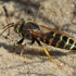 Sand Wasp - Bembix rostrata | Fotografijos autorius : Gintautas Steiblys | © Macronature.eu | Macro photography web site