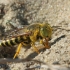 Sand Wasp - Bembix rostrata | Fotografijos autorius : Gintautas Steiblys | © Macronature.eu | Macro photography web site