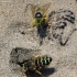 Sand Wasp - Bembix rostrata | Fotografijos autorius : Vitalii Alekseev | © Macronature.eu | Macro photography web site