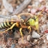 Sand Wasp - Bembix rostrata | Fotografijos autorius : Gintautas Steiblys | © Macronature.eu | Macro photography web site