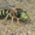 Sand Wasp - Bembix rostrata | Fotografijos autorius : Gintautas Steiblys | © Macrogamta.lt | Šis tinklapis priklauso bendruomenei kuri domisi makro fotografija ir fotografuoja gyvąjį makro pasaulį.