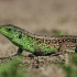 Sand lizard - Lacerta agilis ♂ | Fotografijos autorius : Gintautas Steiblys | © Macronature.eu | Macro photography web site