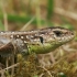 Sand lizard - Lacerta agilis ♂ | Fotografijos autorius : Gintautas Steiblys | © Macronature.eu | Macro photography web site