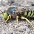Sand wasp - Bembix rostrata | Fotografijos autorius : Kazimieras Martinaitis | © Macronature.eu | Macro photography web site