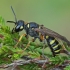 Sand-tailed Digger Wasp - Cerceris arenaria | Fotografijos autorius : Gintautas Steiblys | © Macronature.eu | Macro photography web site