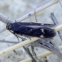Sandhill moss-moth - Bryotropha umbrosella | Fotografijos autorius : Romas Ferenca | © Macronature.eu | Macro photography web site