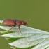 Sap Beetle - Epuraea sp. | Fotografijos autorius : Gintautas Steiblys | © Macronature.eu | Macro photography web site