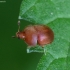 Sap beetle -  Cychramus luteus | Fotografijos autorius : Romas Ferenca | © Macronature.eu | Macro photography web site