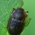 Sap beetle - Amphotis marginata  | Fotografijos autorius : Gintautas Steiblys | © Macronature.eu | Macro photography web site