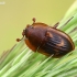 Margasis žvilgvabalis - Amphotis marginata | Fotografijos autorius : Gintautas Steiblys | © Macronature.eu | Macro photography web site