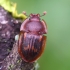 Sap beetle - Amphotis marginata | Fotografijos autorius : Romas Ferenca | © Macronature.eu | Macro photography web site