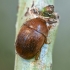 Sap beetle - Cychramus luteus | Fotografijos autorius : Kazimieras Martinaitis | © Macronature.eu | Macro photography web site