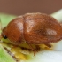 Sap beetle - Cychramus luteus | Fotografijos autorius : Žilvinas Pūtys | © Macronature.eu | Macro photography web site