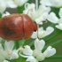 Sap beetle - Cychramus luteus | Fotografijos autorius : Gintautas Steiblys | © Macronature.eu | Macro photography web site
