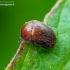 Sap beetle - Cychramus luteus | Fotografijos autorius : Romas Ferenca | © Macronature.eu | Macro photography web site