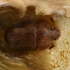Sap beetle - Cychramus luteus | Fotografijos autorius : Gintautas Steiblys | © Macronature.eu | Macro photography web site