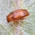 Sap beetle - Epuraea melina | Fotografijos autorius : Kazimieras Martinaitis | © Macrogamta.lt | Šis tinklapis priklauso bendruomenei kuri domisi makro fotografija ir fotografuoja gyvąjį makro pasaulį.