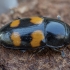Sap beetle - Glischrochilus grandis | Fotografijos autorius : Žilvinas Pūtys | © Macronature.eu | Macro photography web site