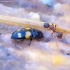 Sap beetle - Glischrochilus grandis | Fotografijos autorius : Romas Ferenca | © Macronature.eu | Macro photography web site